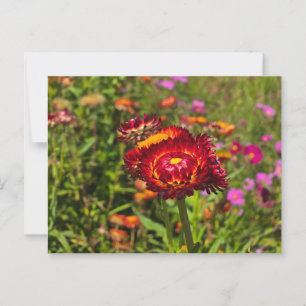 Carte Postale Jardin de fleurs