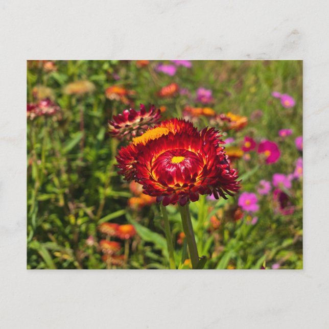 Carte Postale Jardin de fleurs (Devant)