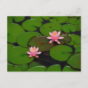 Carte Postale Jardin de fleurs de laine d'eau de lotus rose,