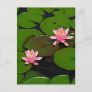 Carte Postale Jardin de fleurs de laine d'eau de lotus rose,