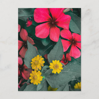 Carte Postale Jardin de fleurs rouges et jaunes en gros plan