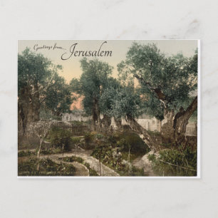 Carte Postale Jardin de Gethsémani Jérusalem