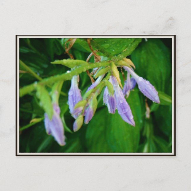 Carte Postale jardin de jour pluvieux (Devant)