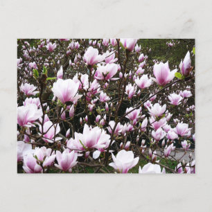 Carte Postale Jardin de Magnolia