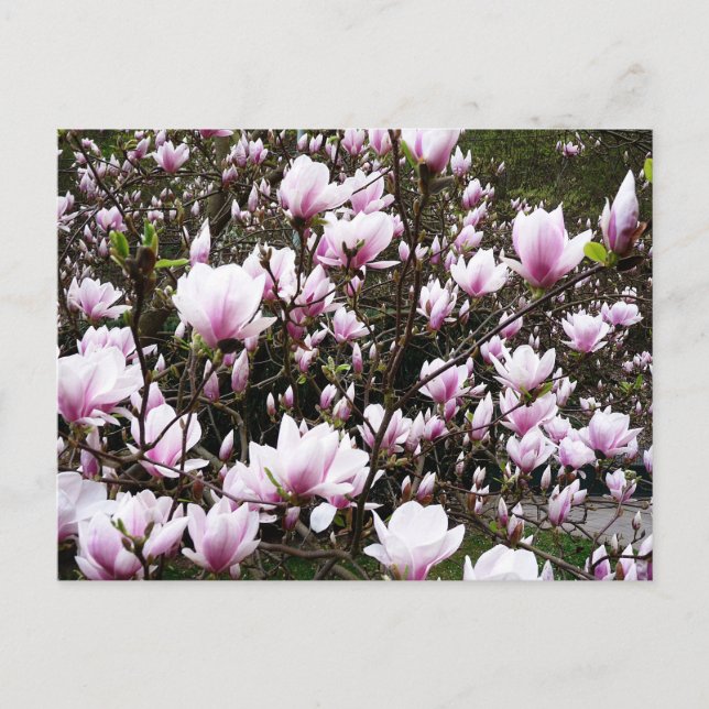 Carte Postale Jardin de Magnolia (Devant)