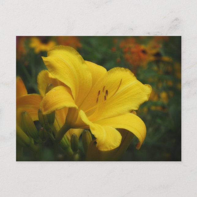 Carte Postale Jardin de maïs à beurre - Daylily (Devant)
