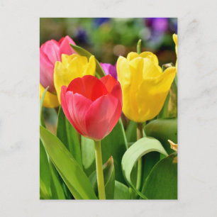 Carte Postale Jardin de printemps des Tulipes rouges et jaunes