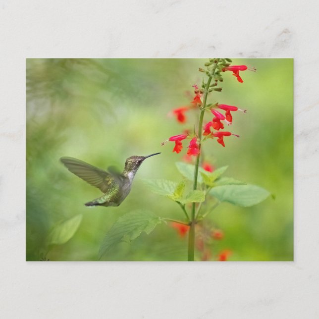 Carte Postale Jardin de rêve des colibris (Devant)