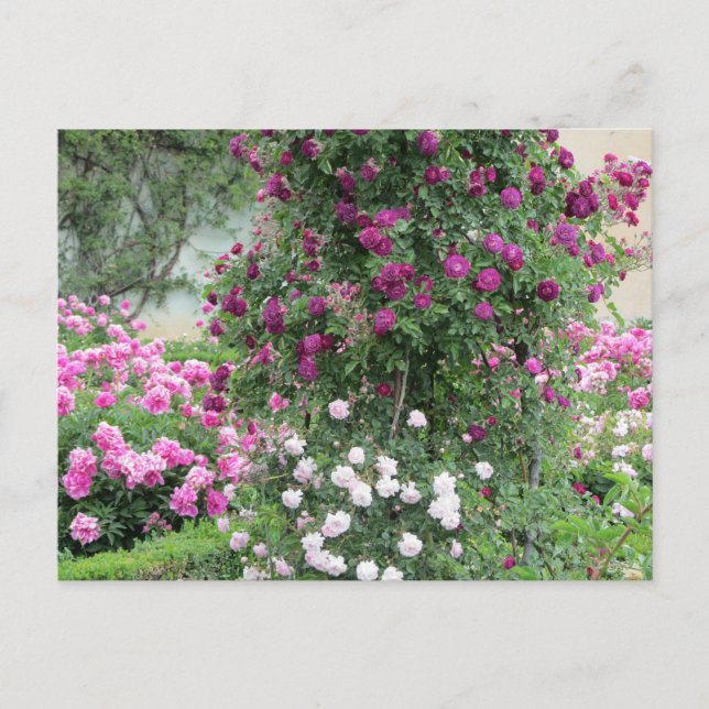 Carte Postale Jardin de Roses (Devant)