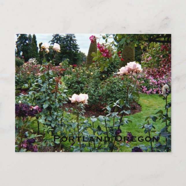 Carte Postale Jardin de roses aux couleurs patriotiques (Devant)