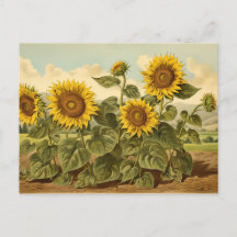 Jardin de tournesol vintage