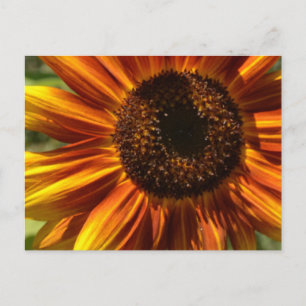 Carte postale Jardin de tournesols rouge et jaune