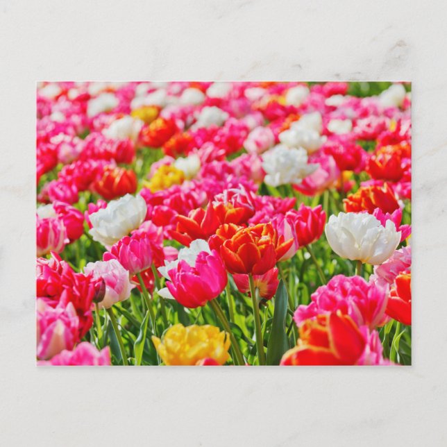 Carte Postale Jardin de Tulip (Devant)