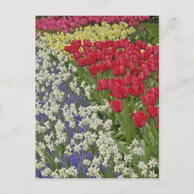 Carte Postale Jardin de Tulip et daffodil, Jardins de Keukenhof, (Devant)