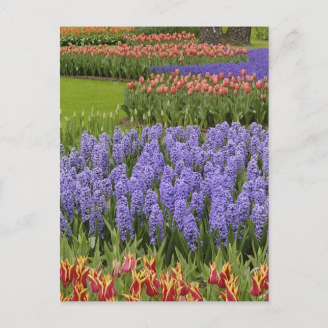Carte Postale Jardin de Tulip et Hyacinth, Jardins de Keukenhof, (Devant)
