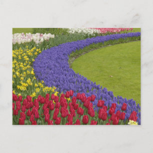 Carte Postale Jardin de tulipes, de jacinthes des vignes et de j