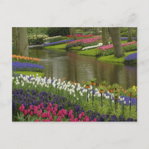 Carte Postale Jardin de tulipes et de jacinthes, Keukenhof Garde