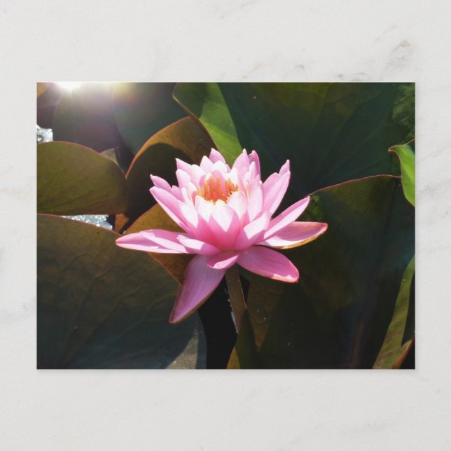 Carte Postale Jardin d'eau rose rose Nénuphar éclairé (Devant)