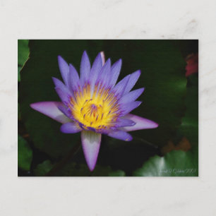 Carte Postale jardin d'eden