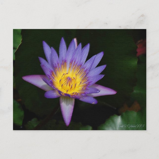 Carte Postale jardin d'eden (Devant)