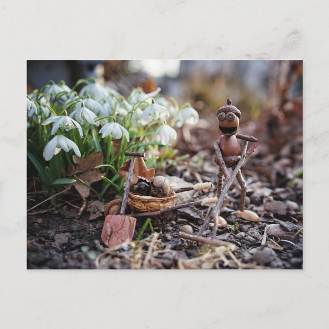 Carte Postale Jardin d'elfes d'Acorn avec printemps de fleur de  (Devant)