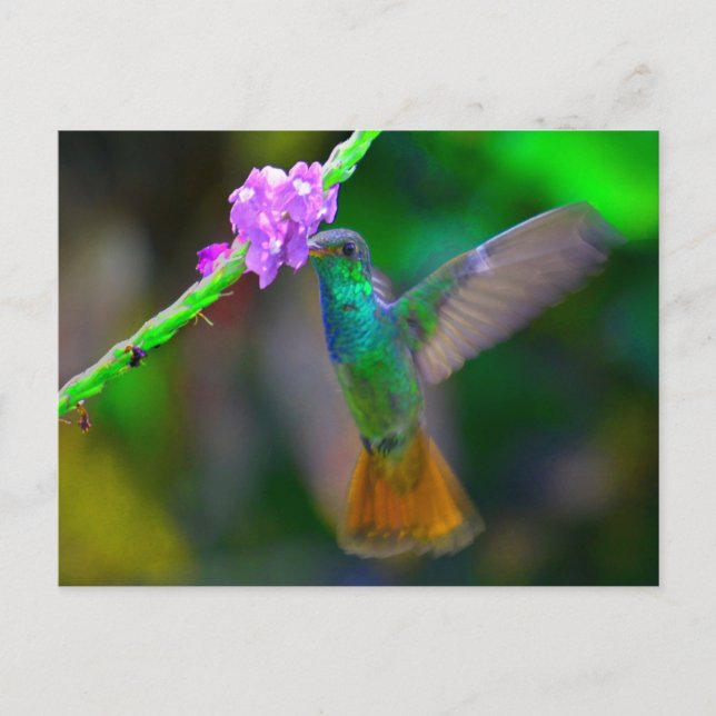 Carte Postale Jardin des colibris (Devant)