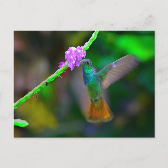 Carte Postale Jardin des colibris (Devant)