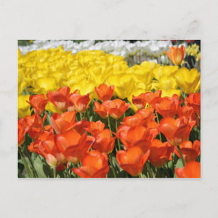 Carte Postale Jardin des Tulipes