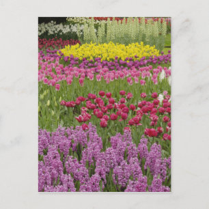 Carte Postale Jardin des tulipes, des jonquilles et des jacinthe