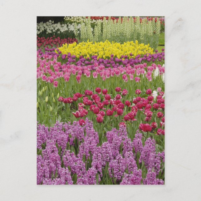 Carte Postale Jardin des tulipes, des jonquilles et des jacinthe (Devant)