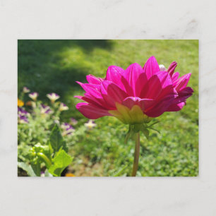 Carte Postale Jardin d'été