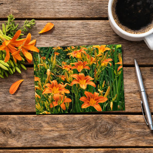 Carte Postale Jardin d'hémérocalles / Photographie de fleurs de