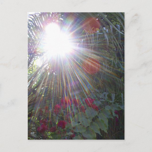 Carte Postale Jardin ensoleillé (Devant)