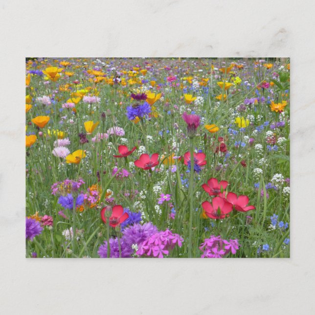 Carte Postale Jardin fleuri (Devant)