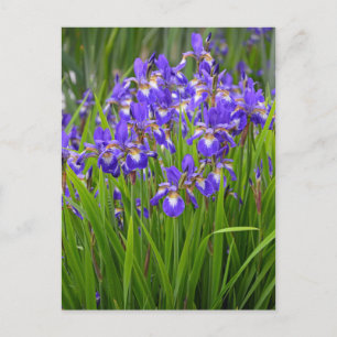 Carte Postale Jardin fleuri d'iris pourpre