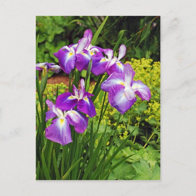 Carte Postale Jardin fleuri d'iris pourpre (Devant)