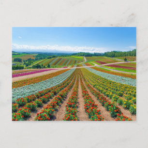 Carte Postale Jardin fleuri Shikisai No Oka Flower Farm