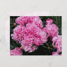 Jardin floral de pivoines roses luxuriantes - Beau
