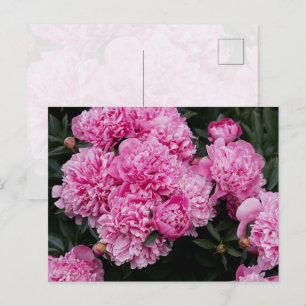 Carte Postale Jardin Floral de Pivoines Roses Luxuriantes - Beau