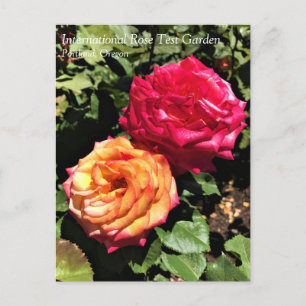 Carte Postale Jardin International de Test Rose, Portland, Orego