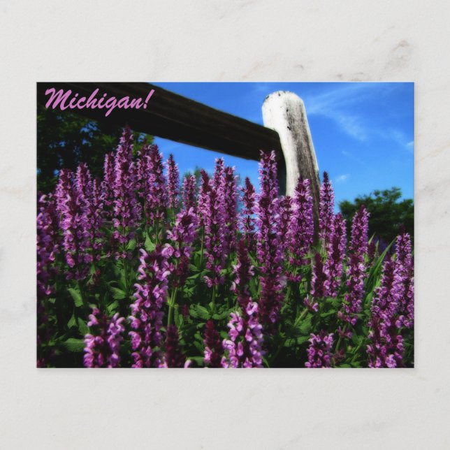 Carte Postale Jardin Lupine (Devant)