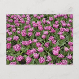 Carte Postale Jardin motif de tulipes, Jardins de Keukenhof,