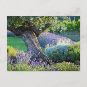 Carte Postale Jardin panoramique avec des fleurs, France