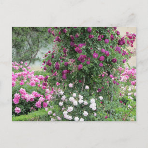Carte Postale Jardin Rose