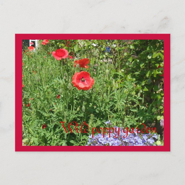 Carte Postale Jardin sauvage de pavot (Devant)