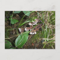 Jardin Secret Woodland