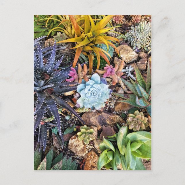 Carte Postale Jardin succulent et vibre (Devant)