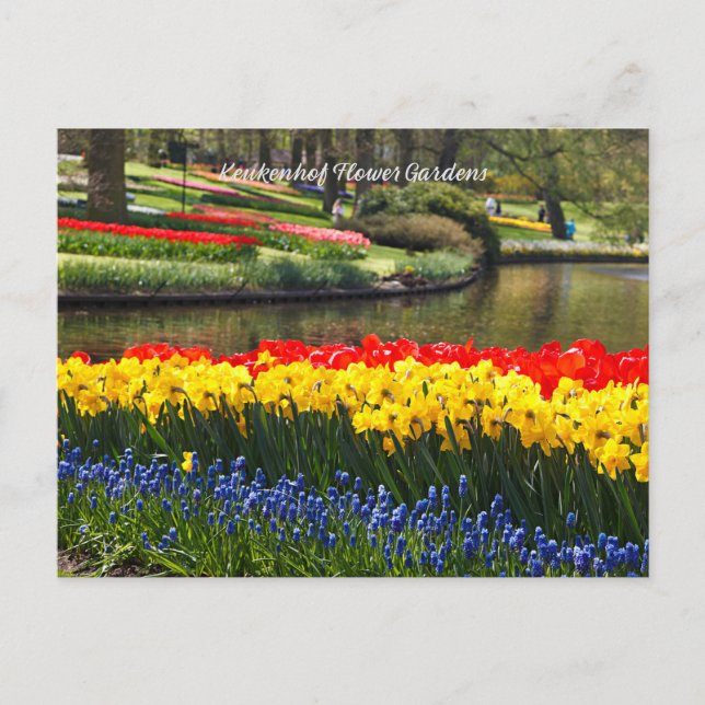 Carte Postale Jardins aux fleurs de Keukenhof (Devant)