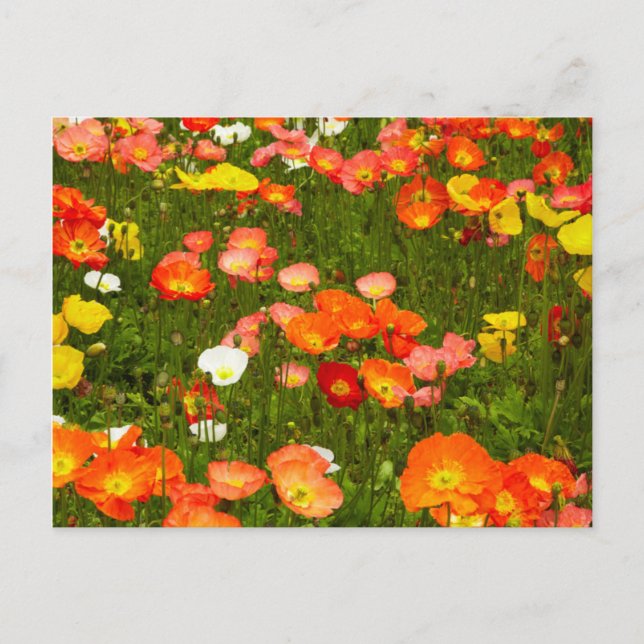 Carte Postale Jardins botaniques (Devant)