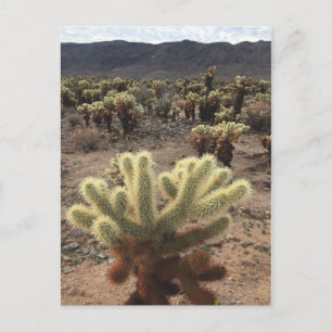 Carte Postale Jardins de Cholla Joshua Tree National Park